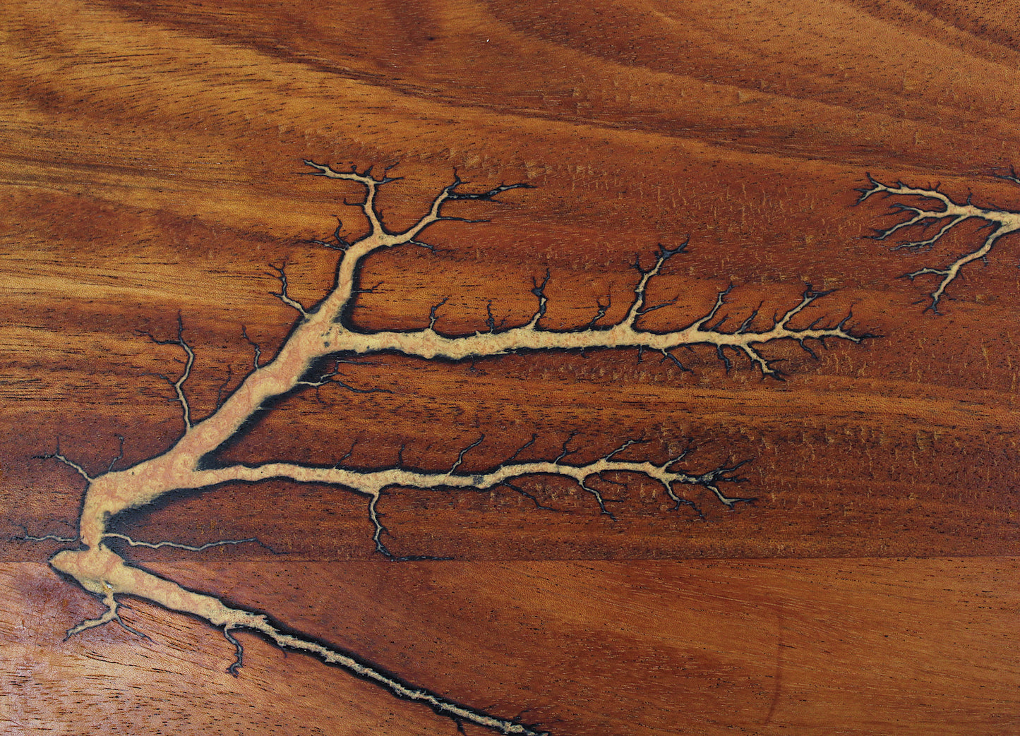 African Teak Lichtenberg Charcuterie Board